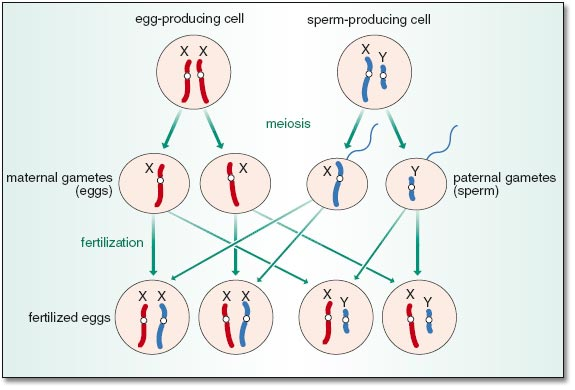 Determining Chromosomes In Sperm Xxx Photo Free Hot Nude Porn Pic Gallery