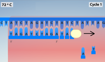 pathwayz-