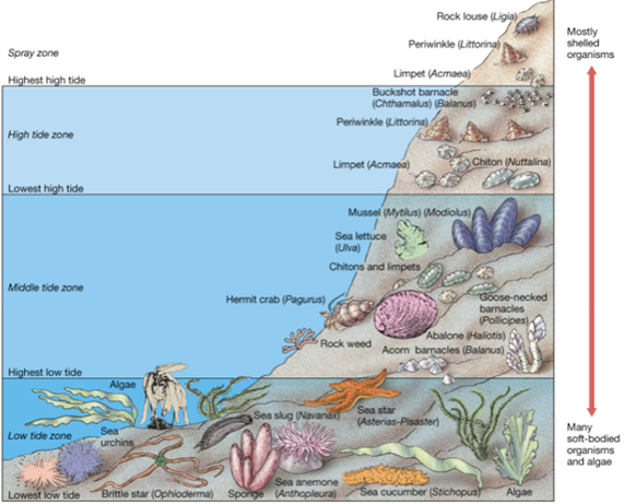 Ecology The Rocky Shore Nz Pathwayz