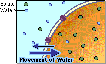CELLS / TONICITY - Pathwayz CELLS / TONICITY - Pathwayz