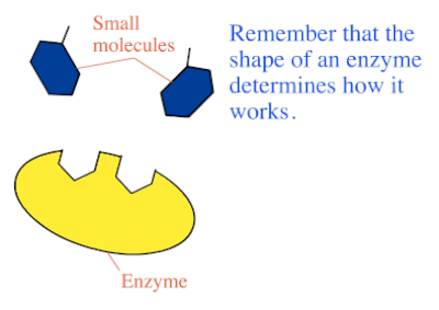 BIOCHEMISTRY / ENZYME ACTIVITY -FACTORS - Pathwayz BIOCHEMISTRY / ENZYME ACTIVITY -FACTORS - Pathwayz