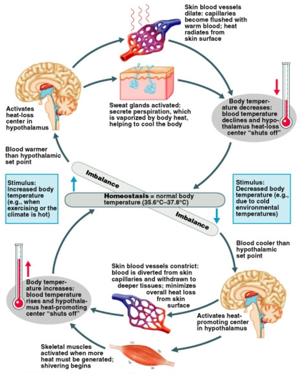 HUMAN BIOLOGY / THERMOREGULATION - Pathwayz