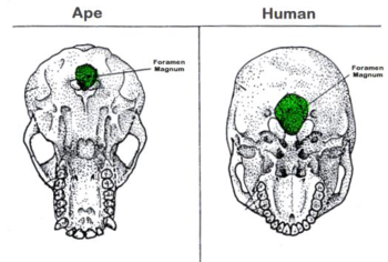 gorilla skull vs human skull