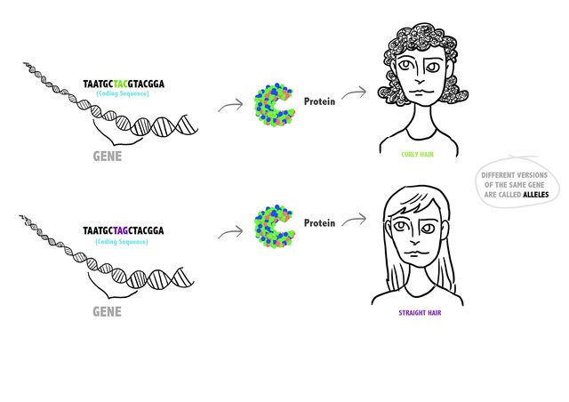 GENETICS / GENES & ALLELES - Pathwayz