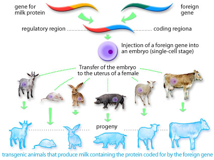 BIOTECHNOLOGY / TRANSGENESIS - Pathwayz