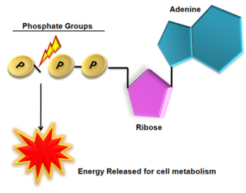 Atp