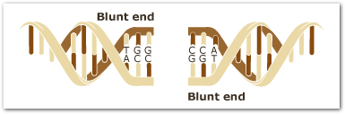 BIOTECHNOLOGY / RESTRICTION ENZYMES - Pathwayz