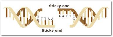 BIOTECHNOLOGY / RESTRICTION ENZYMES - Pathwayz