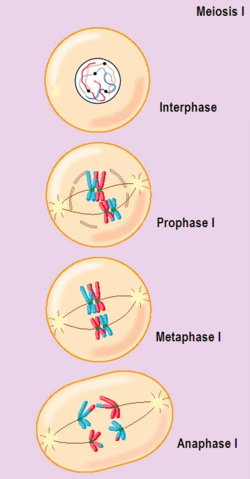 meiosis and crossing over