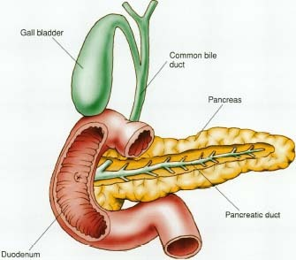 HUMAN BIOLOGY / PANCREAS - Pathwayz