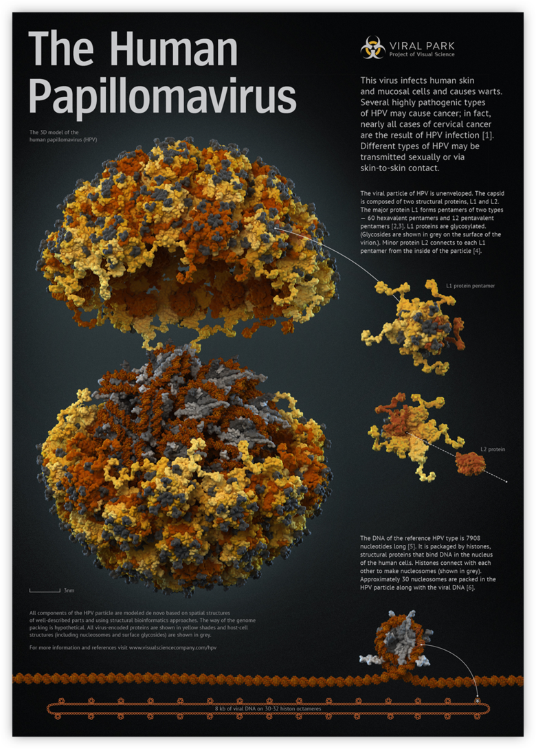 hpv virus cell structure