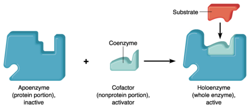 BIOCHEMISTRY / ENZYME COFACTORS - Pathwayz