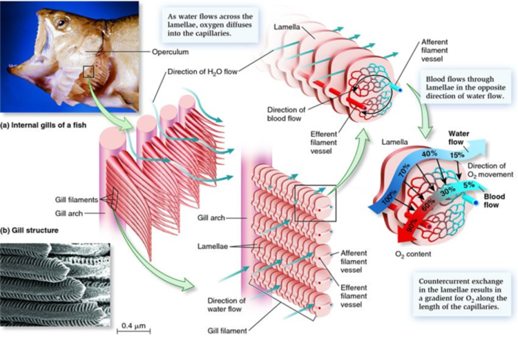 How do gills work?