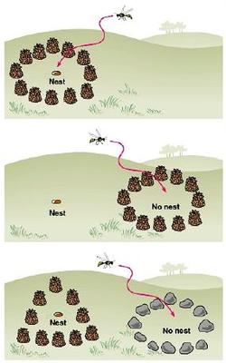 pathwayz-