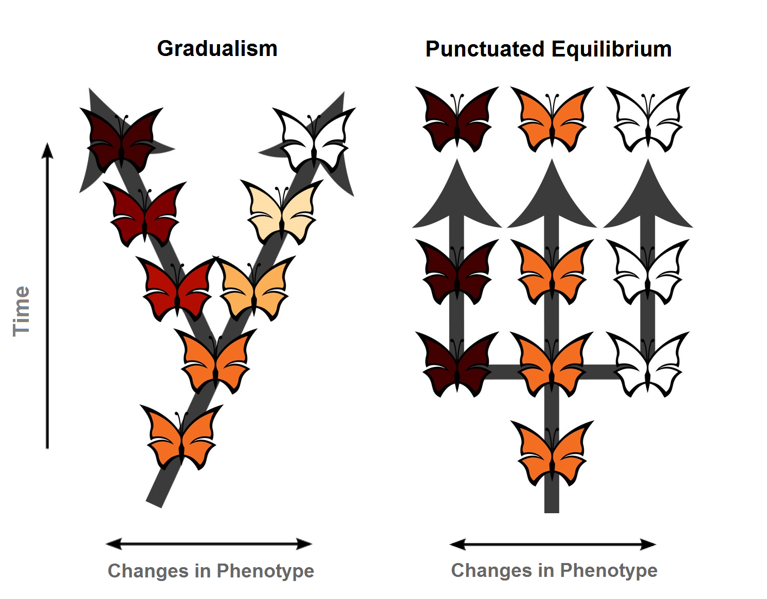 Gradualism Patterns Of Evolution Gradualism Punctuated Equilibrium