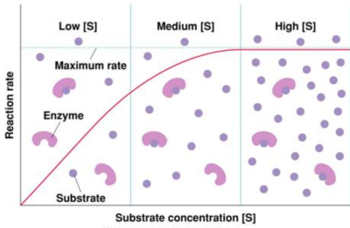 BIOCHEMISTRY / ENZYMES &amp; SUBSTRATE CONCENTRATION - Pathwayz