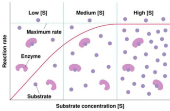 the effect of enzyme concentration on enzyme activity