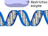 BIOTECHNOLOGY / RESTRICTION ENZYMES - Pathwayz BIOTECHNOLOGY / RESTRICTION ENZYMES - Pathwayz