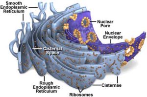 stack of membranes that packages chemicals